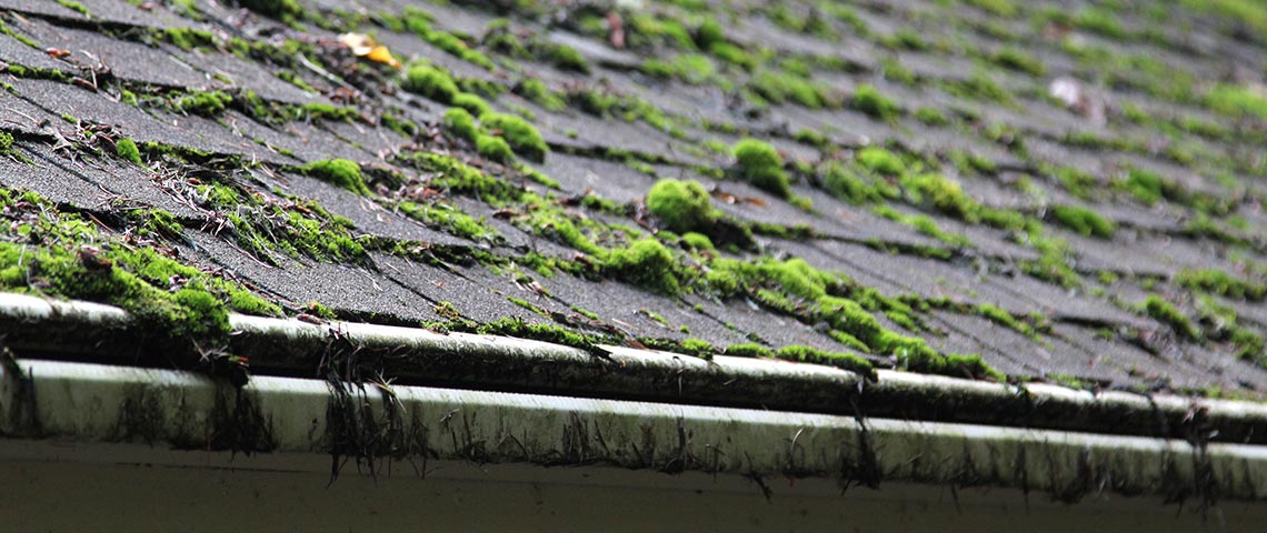 Mossy roof